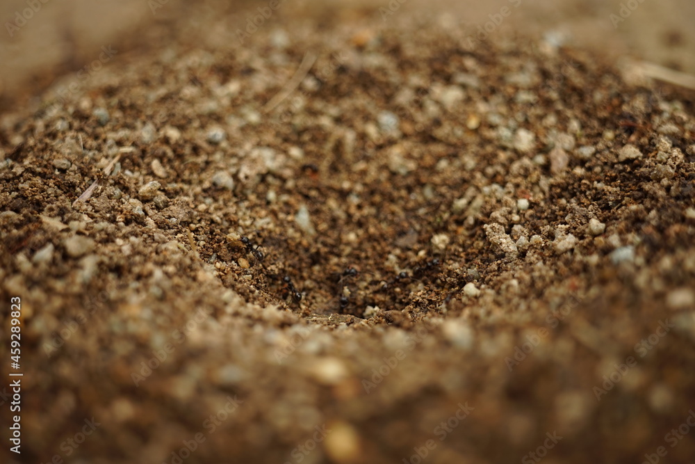 Small nest of ants close-up. Macro view of anthill. Small nest of ants close-up. Macro view of anthill.