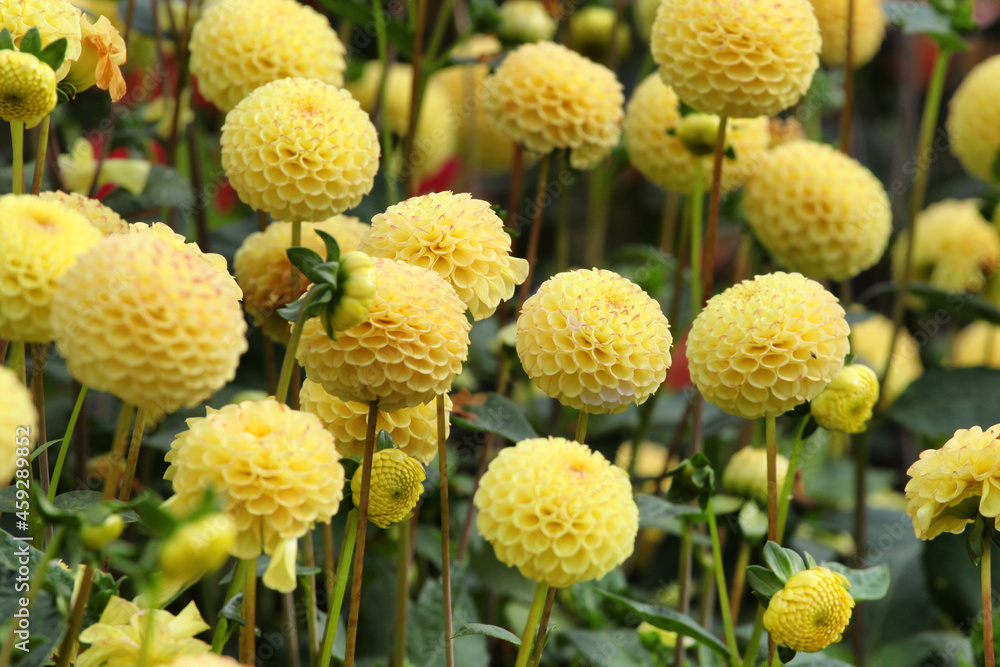 Pompon dahlia 'Hollywood Twilight' in flower Pompon dahlia 'Hollywood Twilight' in flower