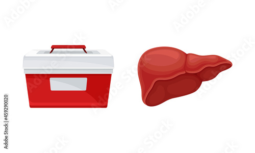 Liver donor organ and cooler box for transporting human organs cartoon vector illustration