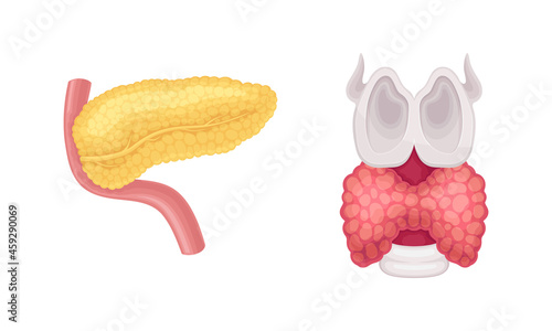 Pancreas and thyroid donor human organs set cartoon vector illustration