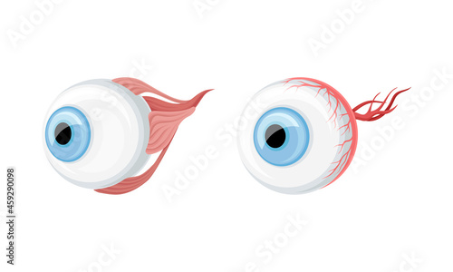 Eye balls donor human organs set cartoon vector illustration