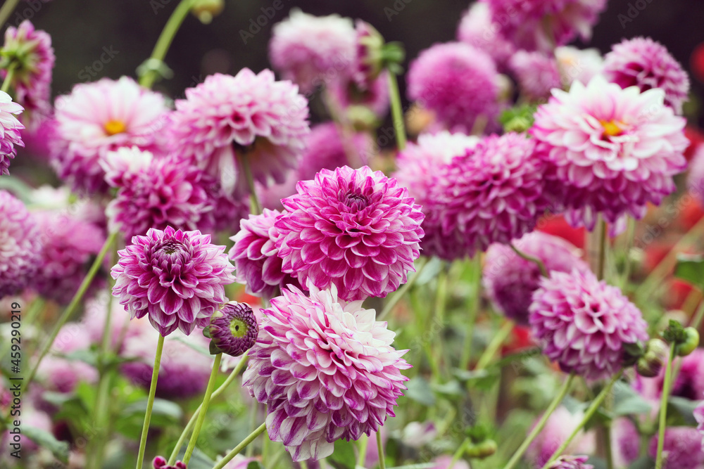 Ball dahlia 'Hillcrest Jonathan' flowers in bloom Ball dahlia 'Hillcrest Jonathan' flowers in bloom