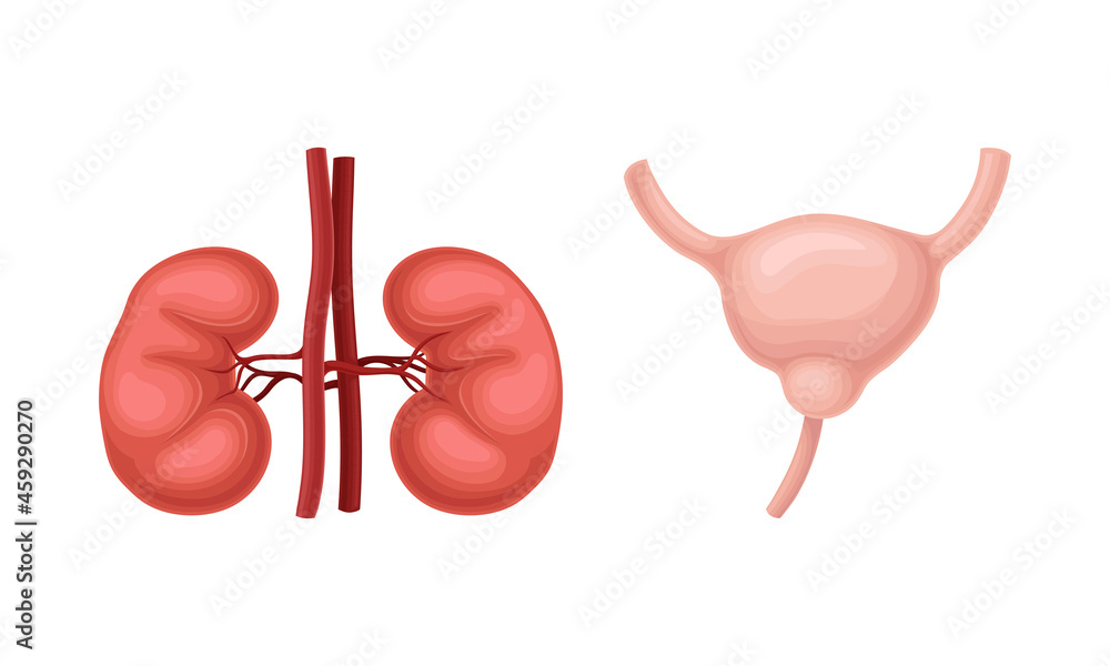 Kidneys and bladder donor human organs set cartoon vector illustration ...