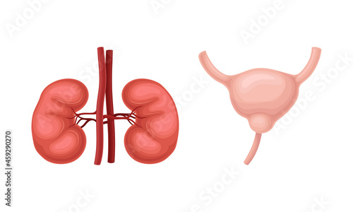 Kidneys and bladder donor human organs set cartoon vector illustration