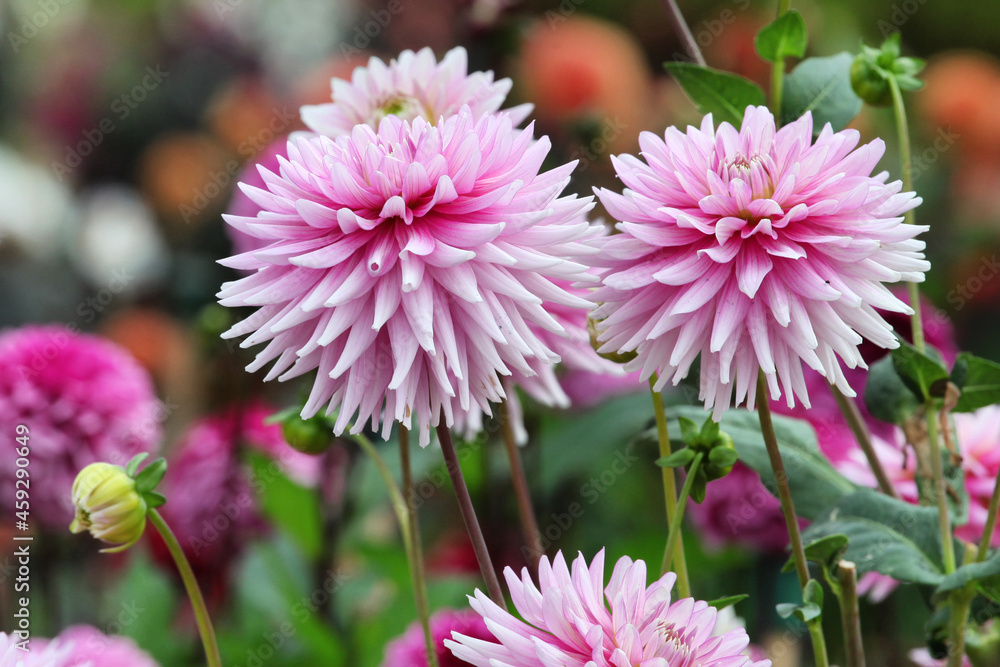 Obraz premium Dahlia 'Normandie Memories' in flower