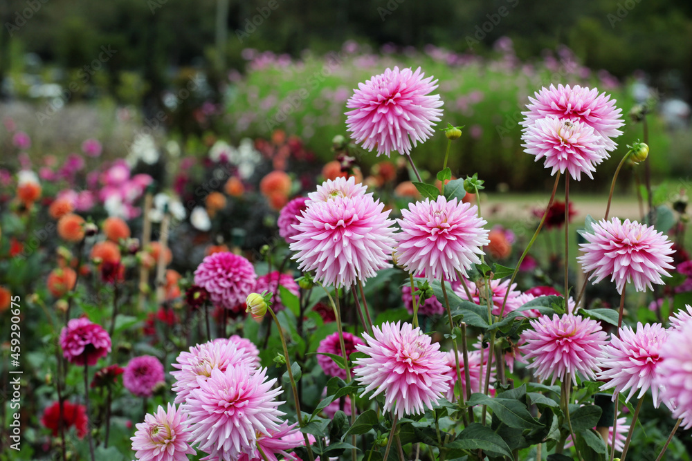 Dahlia 'Normandie Memories' in flower Dahlia 'Normandie Memories' in flower