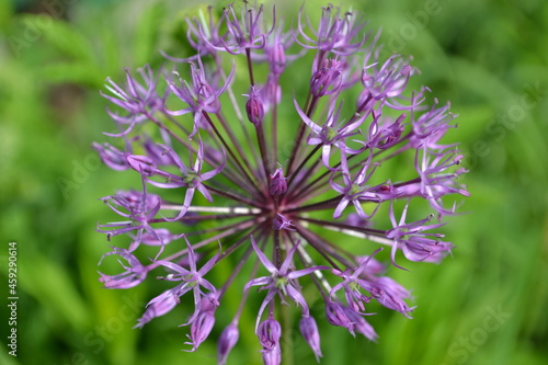 flower in the wind