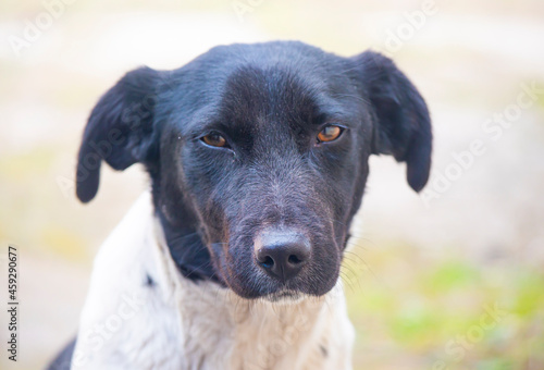 Lonely black and white street dog