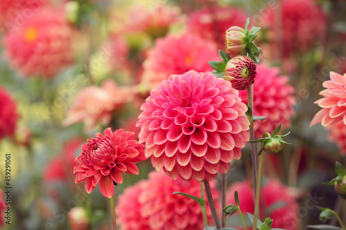 Ball type Dahlia 'Zundert Mystery Fox' in flower photo