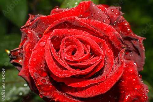 Fototapeta Naklejka Na Ścianę i Meble -  red rose in garden raindrops