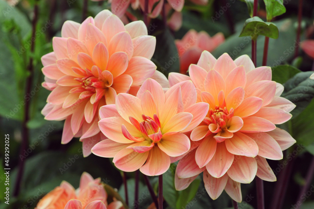 Decorative Dahlia 'Mister Frans' in flower Decorative Dahlia 'Mister Frans' in flower