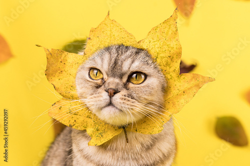 A Scottish fold cat with a maple leaf on its head. The maple leaf is a symbol of Canada.