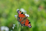 European peacock butterfly (Aglais io) rests on white radish blossoms.