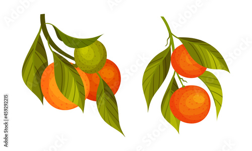 Orange and tangerine tree branches set. Twigs with green leaves and ripe juicy fruits vector illustration