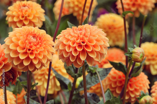 Orange ball dahlia 'Sylvia' in flower