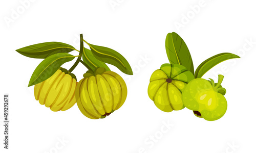 Wallpaper Mural Green exotic tropical fruits with leaves set vector illustration Torontodigital.ca