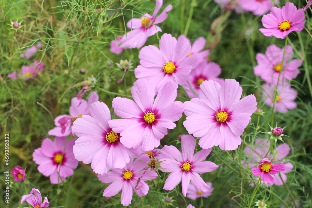 Pink cosmos blooming in the late summer Pink cosmos blooming in the late summer