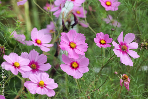 Pink cosmos blooming in the late summer