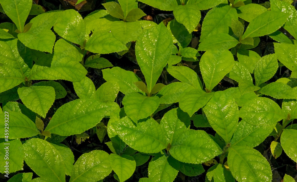 Teak plants seedling (Tectona grandis) in the nursery in Gunung Kidul, Yogyakarta, Indonesia Teak plants seedling (Tectona grandis) in the nursery in Gunung Kidul, Yogyakarta, Indonesia