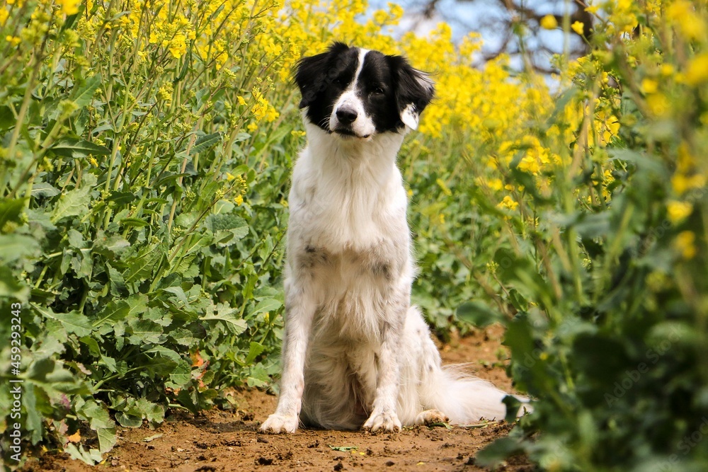 beautiful black and white mixed border collie dog is sitting in a track in the yellow rape seed field beautiful black and white mixed border collie dog is sitting in a track in the yellow rape seed field