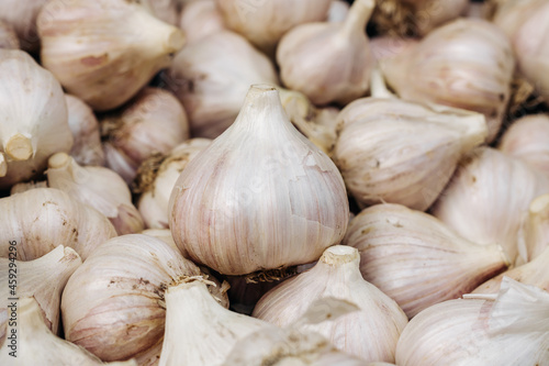 Close-up of heads of garlic. Garlic. Many heads of garlic. Unpeeled garlic