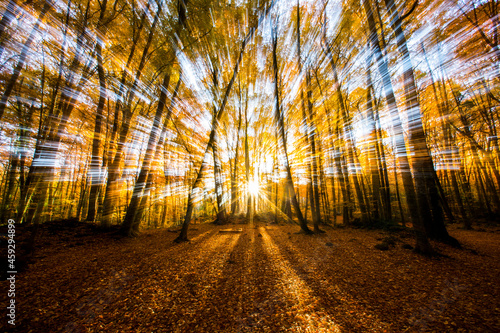 Foto Autumn in La Fageda D En Jorda Forest, La Garrotxa, Spain