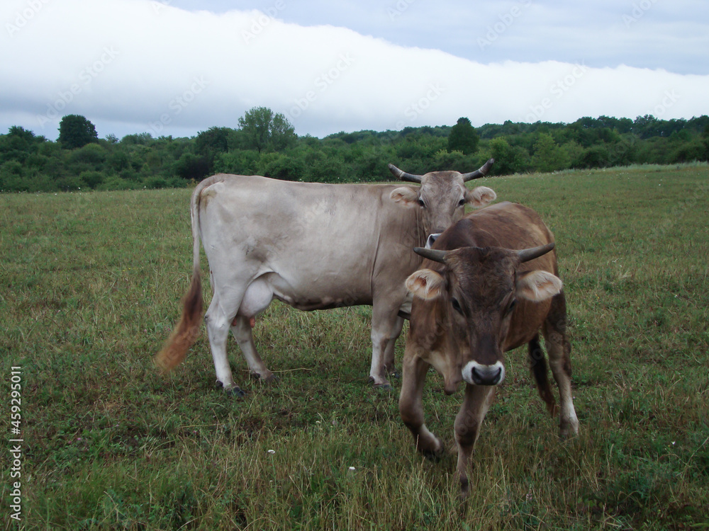 Cow and calf on the background of autumn weather. Cow and calf on the background of autumn weather.