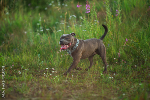 Happy american staffordshire terrier dog running on the field