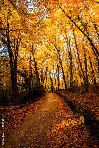 Autumn in La Fageda D En Jorda Forest, La Garrotxa, Spain © Alberto Gonzalez 