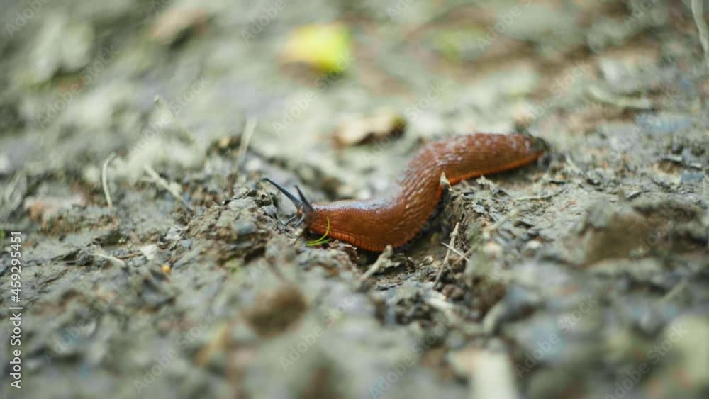 Macro shot of a slug slowly moving along on a dirt path.