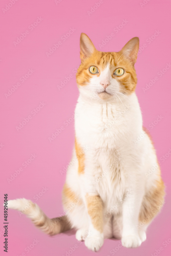 Obraz premium Cat pink background