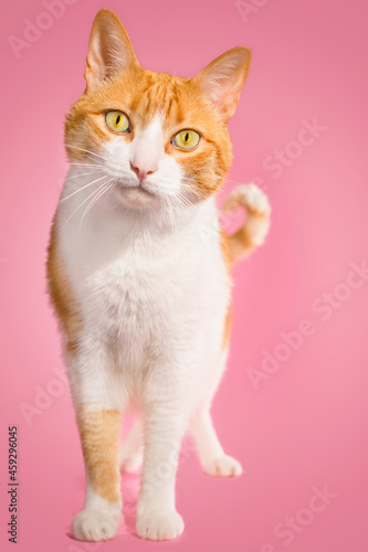 Bild auf Leinwand Cat
