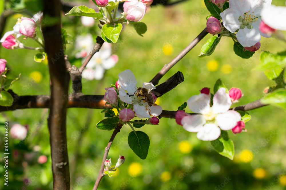 Pszczoła na jabłoni - obrazy, fototapety, plakaty 