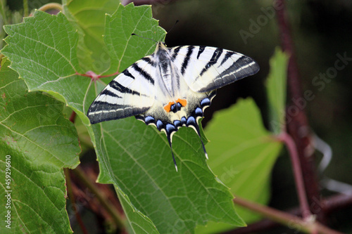 Farfalla Podalirio tra foglie di vite photo