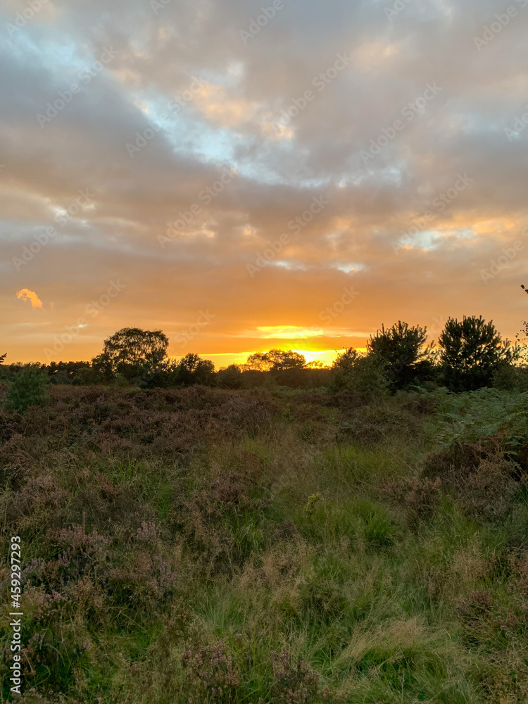 sunset over the field