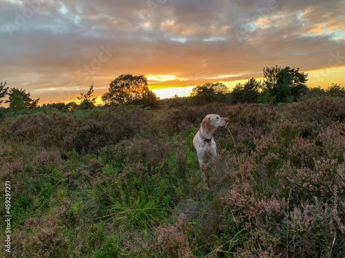 Fototapeta Naklejka Na Ścianę i Meble -  Dog at sunset