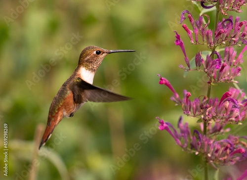 Hummingbird, hummingbirds, 