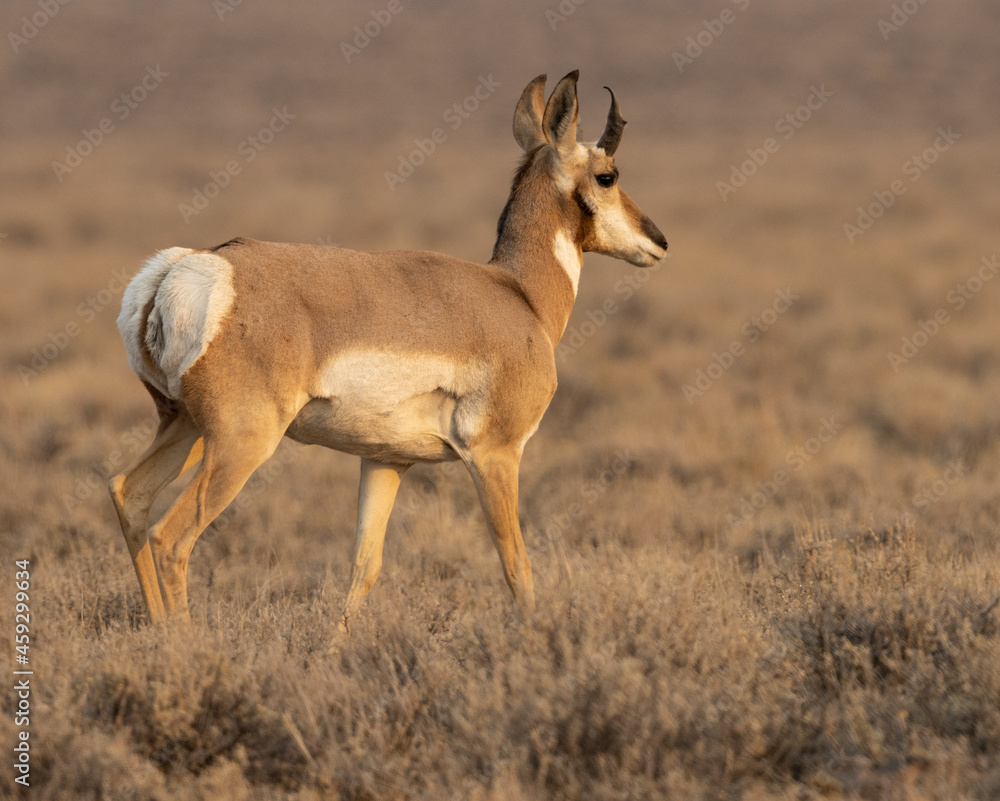Fototapeta premium pronghorn, antelope