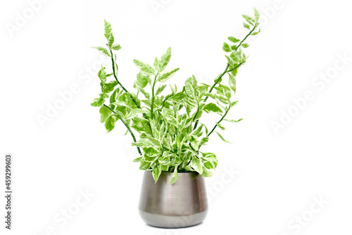 Pedilanthus houseplant potted flower green plant isolated on white background