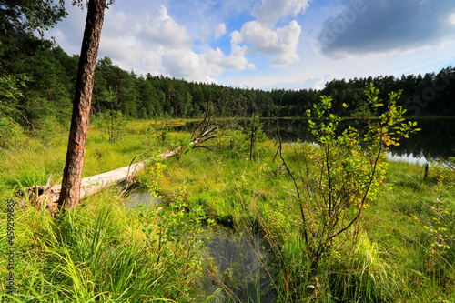 Dystrophic lake in Krolewska Sosna nature reserve, Masurian Landscape Park, Masurian Lake District, Poland