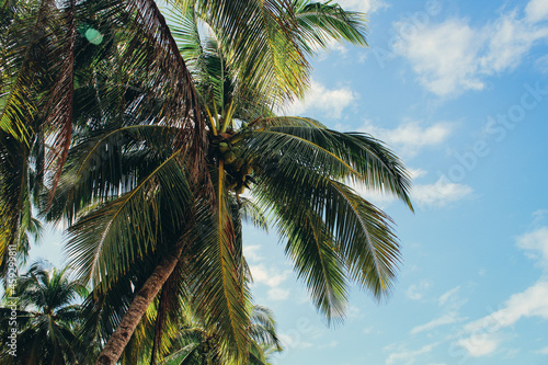 coconut tree