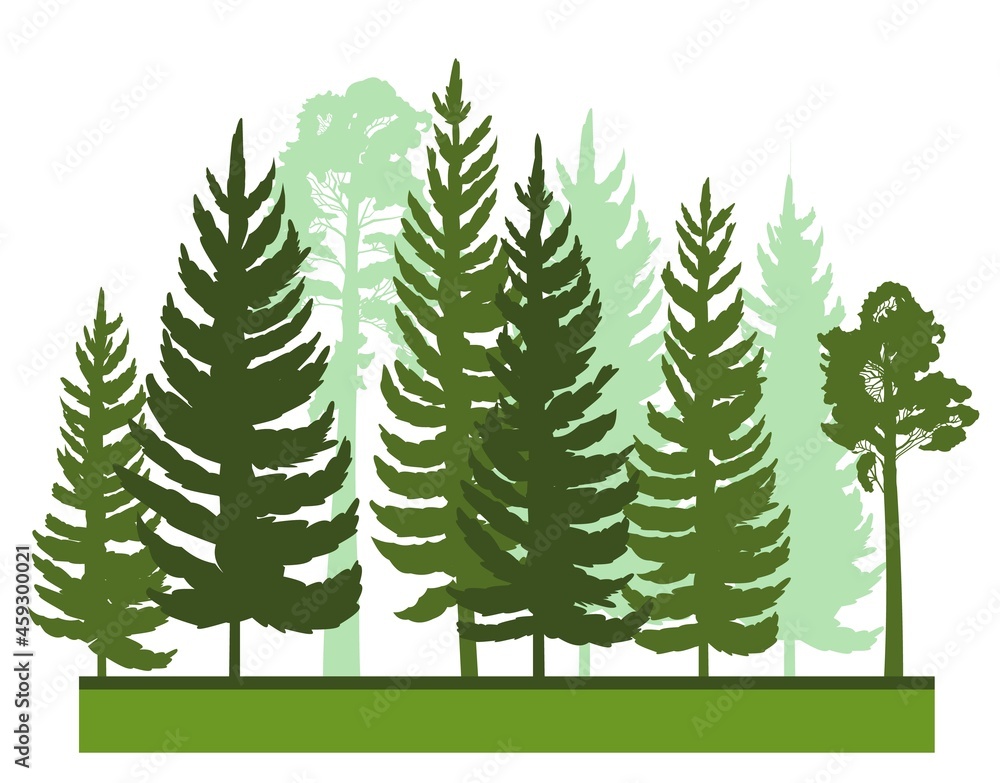 Obraz premium Forest silhouette scene. Landscape with coniferous trees. Beautiful view. Pine and spruce trees. Summer nature. Isolated illustration vector