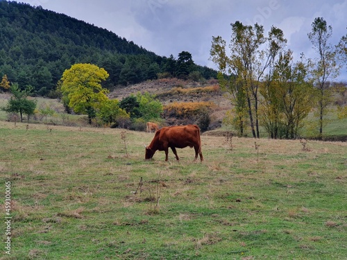 horses in the field