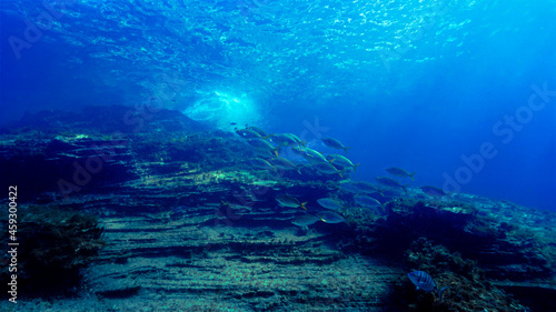 Fototapeta Naklejka Na Ścianę i Meble -  Magic coral reef with shoal of fish in blue light