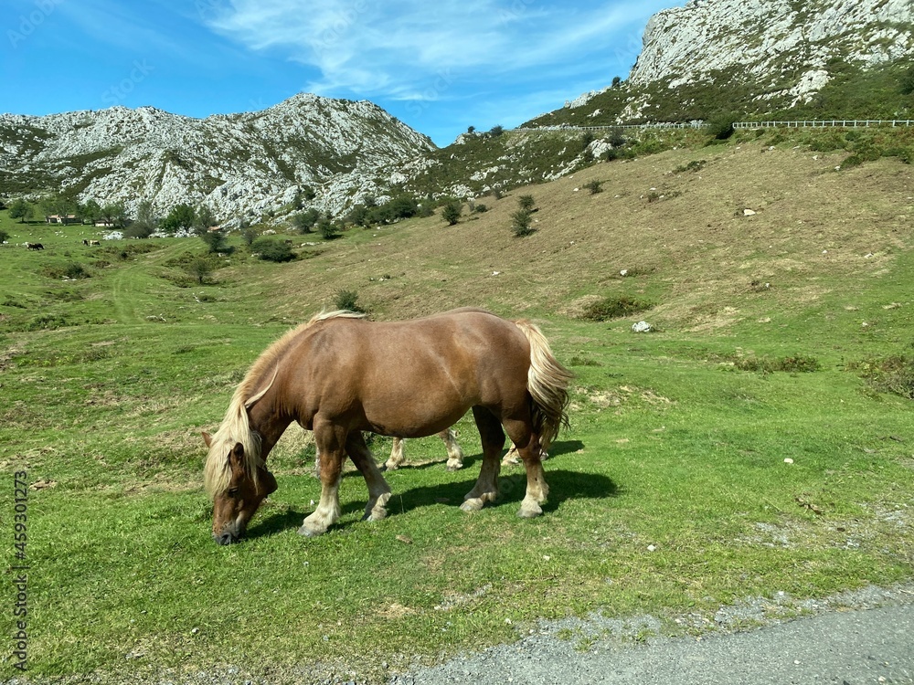 Fototapeta premium LAGOS DE COVADONGA