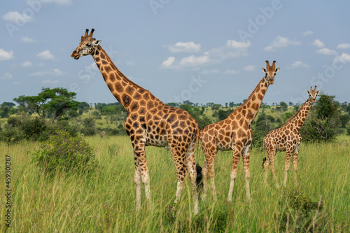 Northern Giraffe - Giraffa camelopardalis, Cute member of African big five, Murchison falls, Uganda. photo