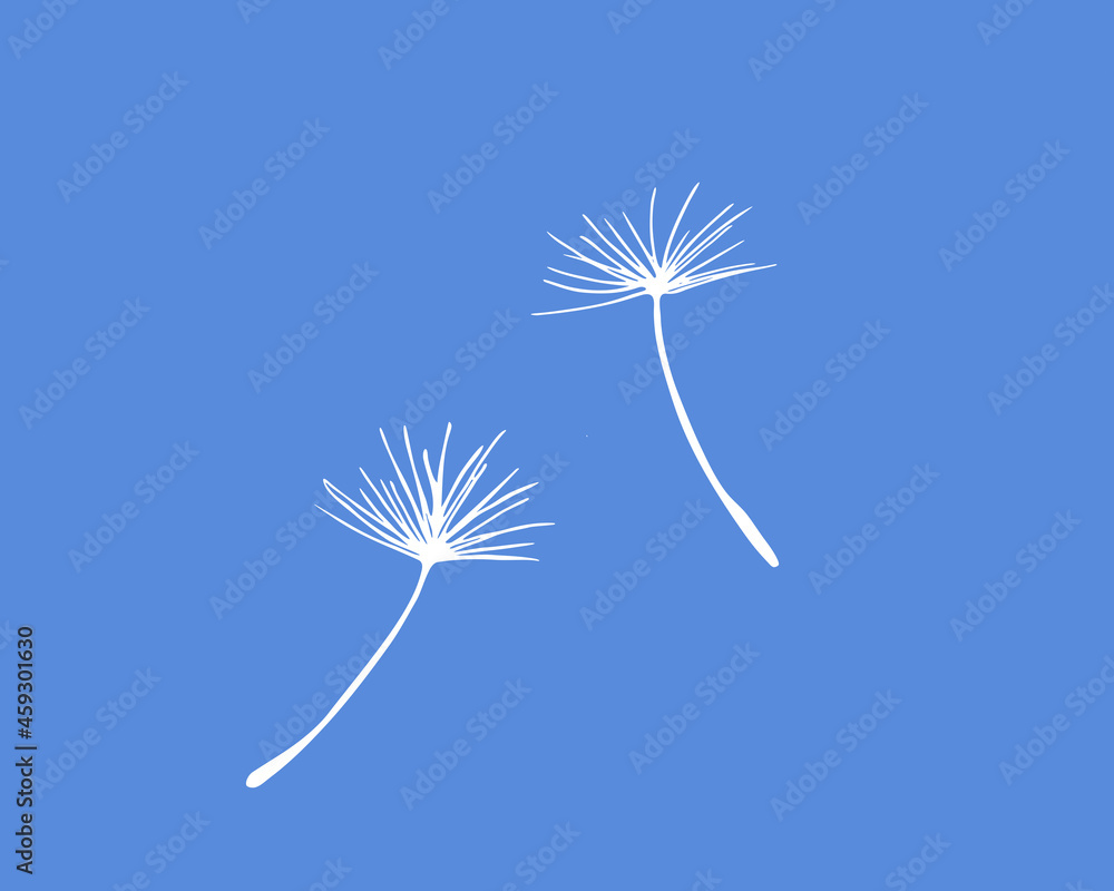 Fototapeta premium Dandelion pappus of seed head, white vector silhouette 