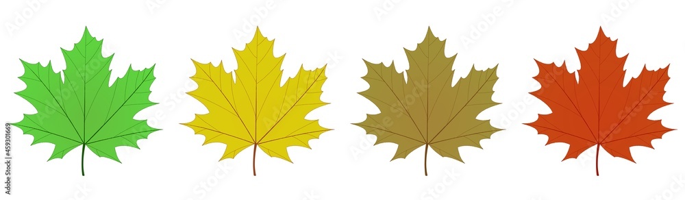 Fototapeta premium Feuilles d’érable en quatre couleurs sur fond blanc 
