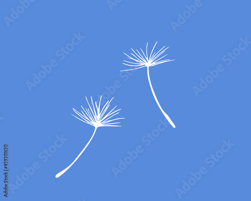 Dandelion pappus of seed head, white vector silhouette  © Leiana