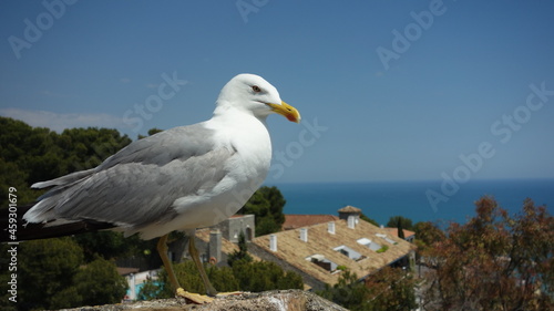 seagull on the rock of Gibralfaro Castle, Malaga, Andalusia, Spain